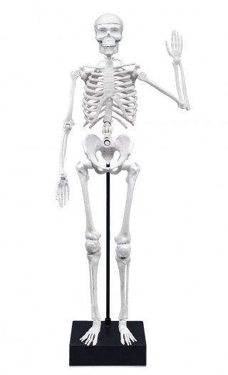 Összeépíthető emberi csontváz 45 cm, Buki tudományos játék (8-14 év)