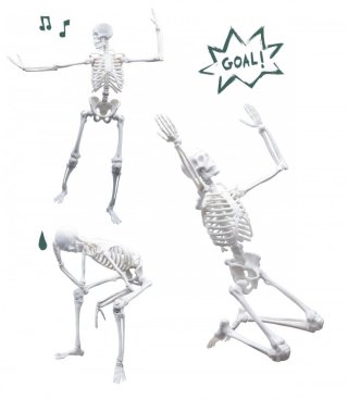 Összeépíthető emberi csontváz 45 cm, Buki tudományos játék (8-14 év)