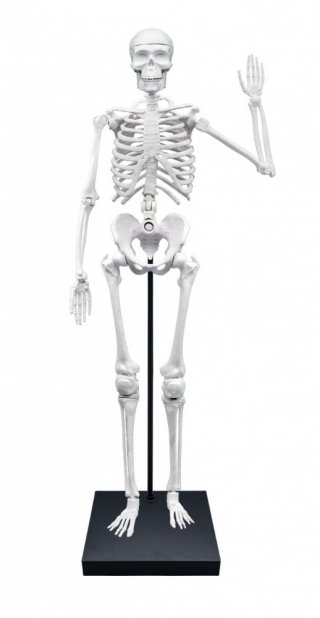Összeépíthető emberi csontváz 85 cm, Buki tudományos játék (2181, 8-14 év)