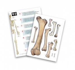 Összeépíthető emberi csontváz 85 cm, Buki tudományos játék (2181, 8-14 év)